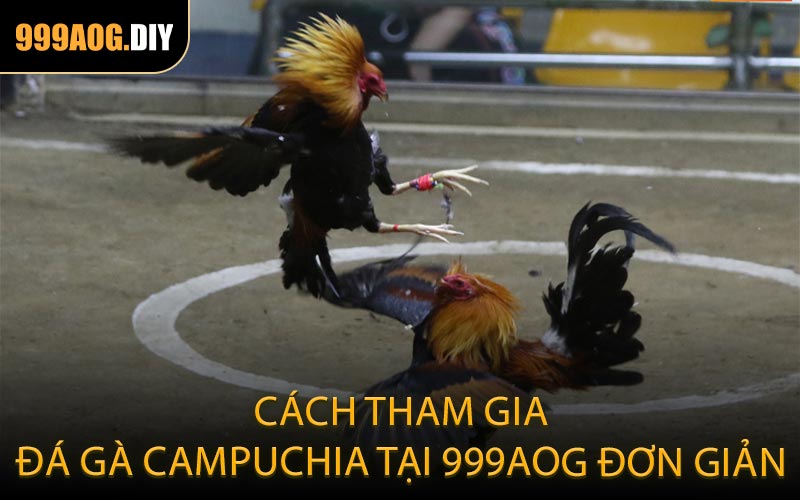 Cách tham gia đá gà Campuchia tại 999AOG đơn giản