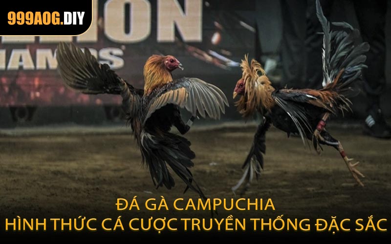 Đá gà Campuchia – Hình thức cá cược truyền thống đặc sắc