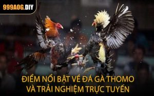 Điểm nổi bật về đá gà Thomo và trải nghiệm trực tuyến