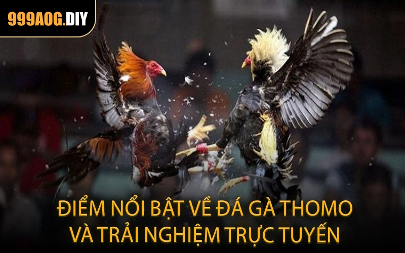 Điểm nổi bật về đá gà Thomo và trải nghiệm trực tuyến