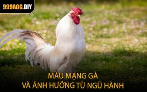 Màu mạng gà và ảnh hưởng từ ngũ hành