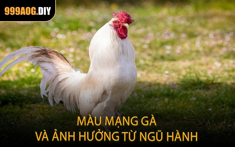 Màu mạng gà và ảnh hưởng từ ngũ hành