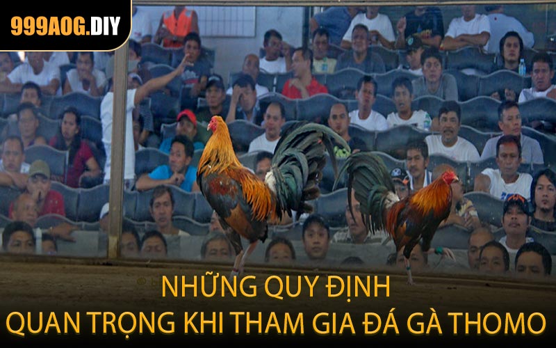 Những quy định quan trọng khi tham gia đá gà Thomo